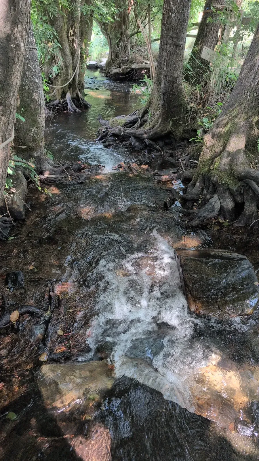 Petite cascade entre pierres et racines sur le sentier